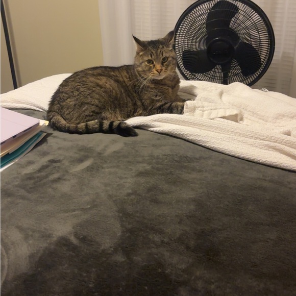 Meet your Posher, Morgan - Picture 5 of 6